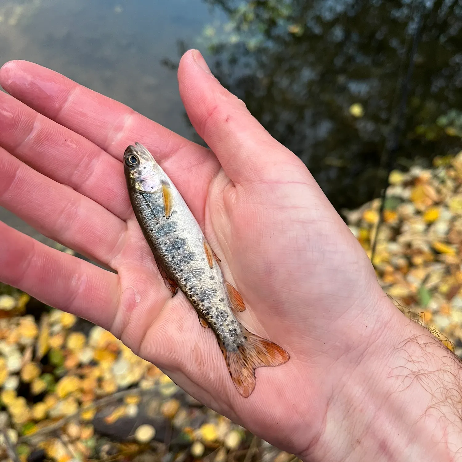 Bonneville cutthroat trout caught on Fishbrain
