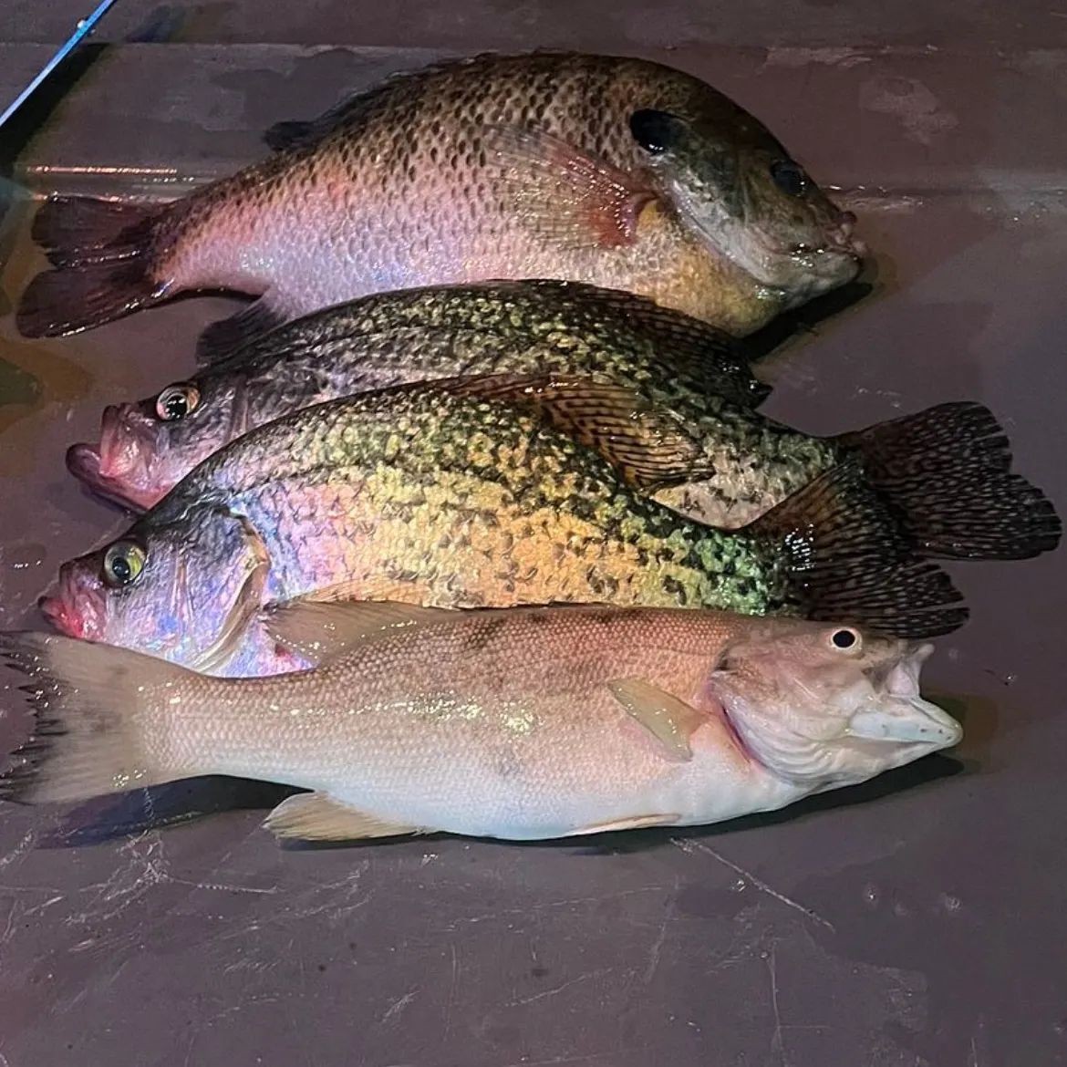 recently logged catches