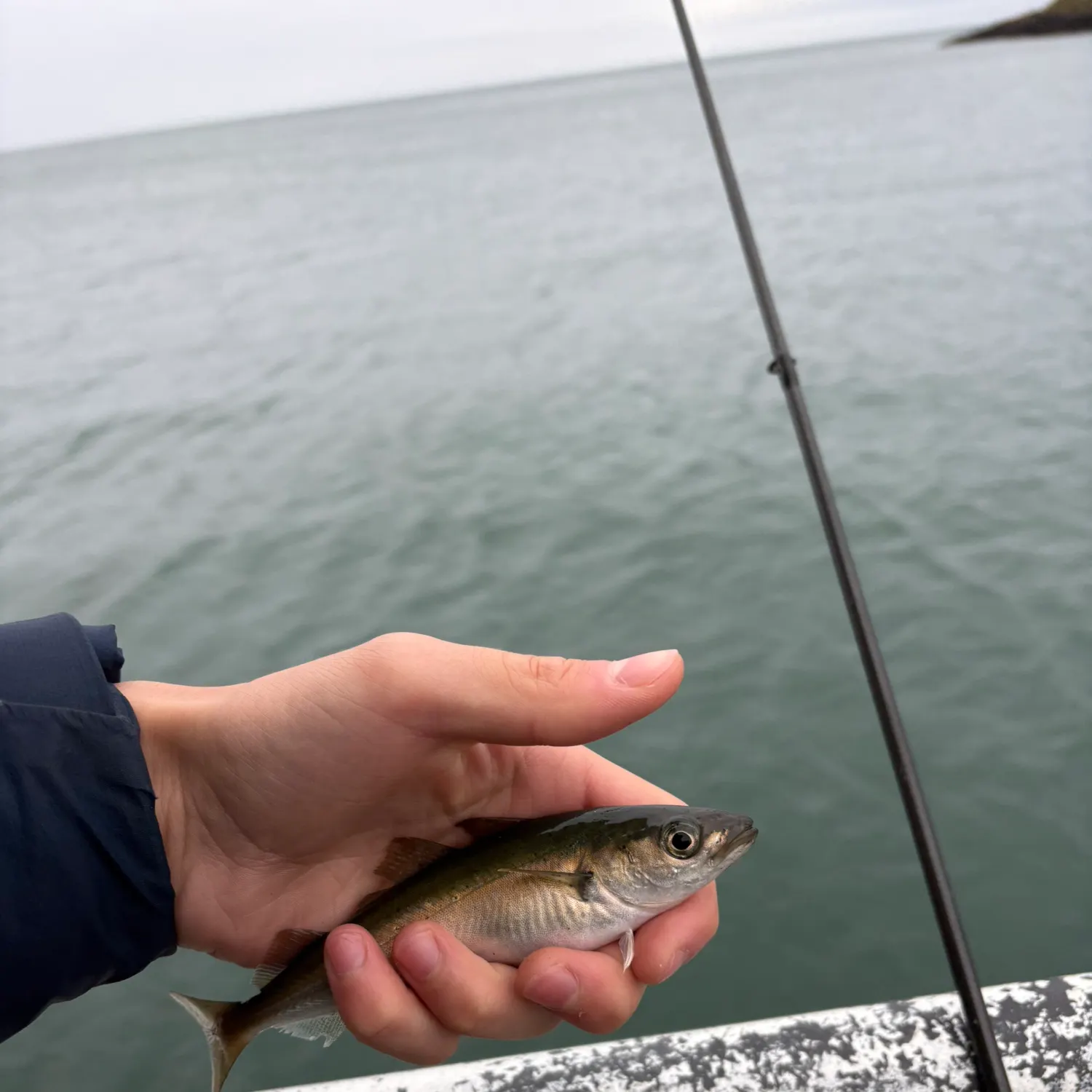 Fish caught on Fishbrain