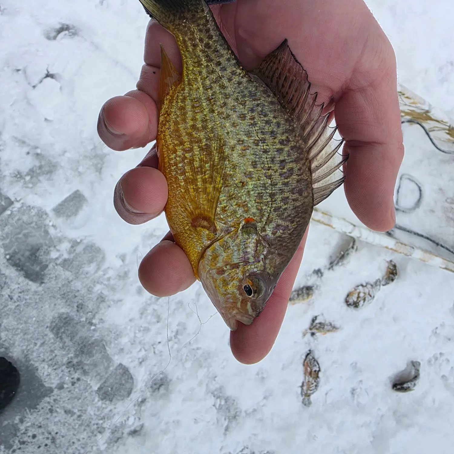 The most recent Pumpkinseed catches on Fishbrain
