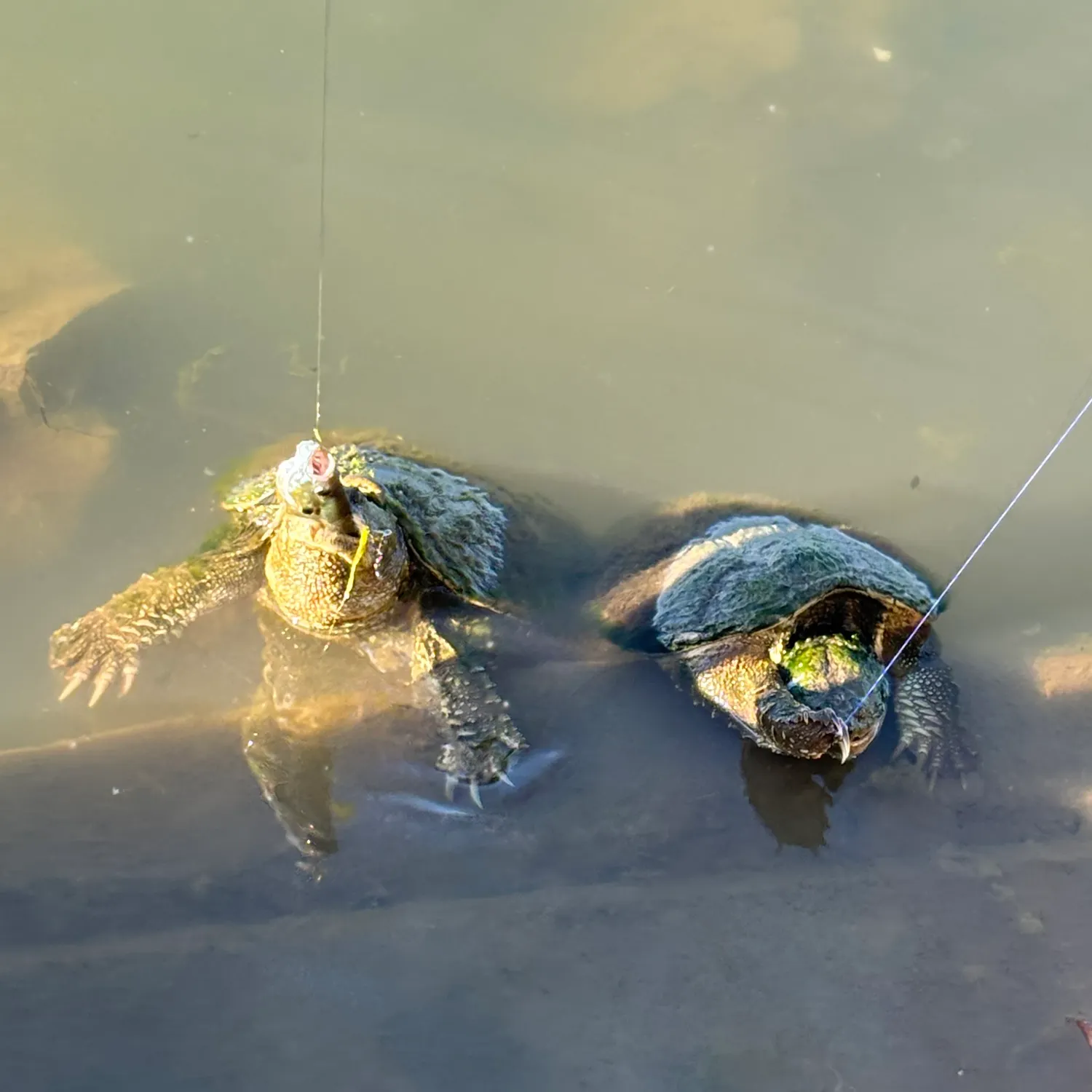 The most recent Common snapping turtle catches on Fishbrain