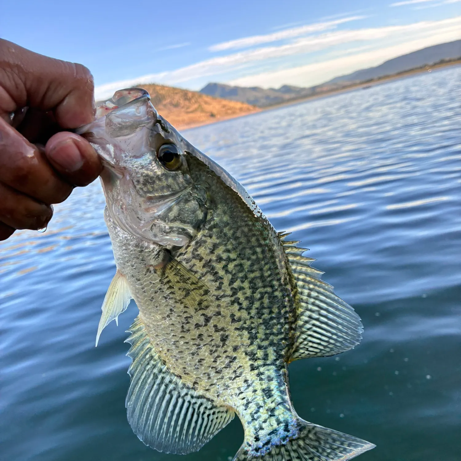 Black crappie caught on Fishbrain