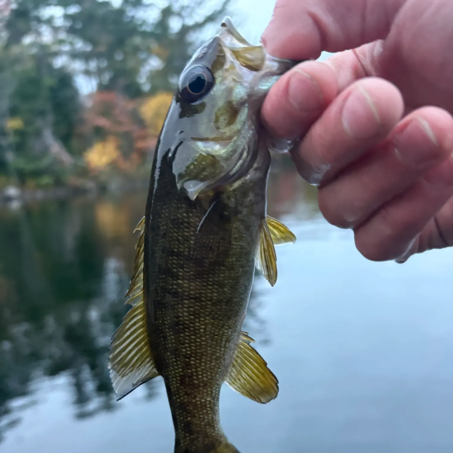 Smallmouth bass caught on Fishbrain