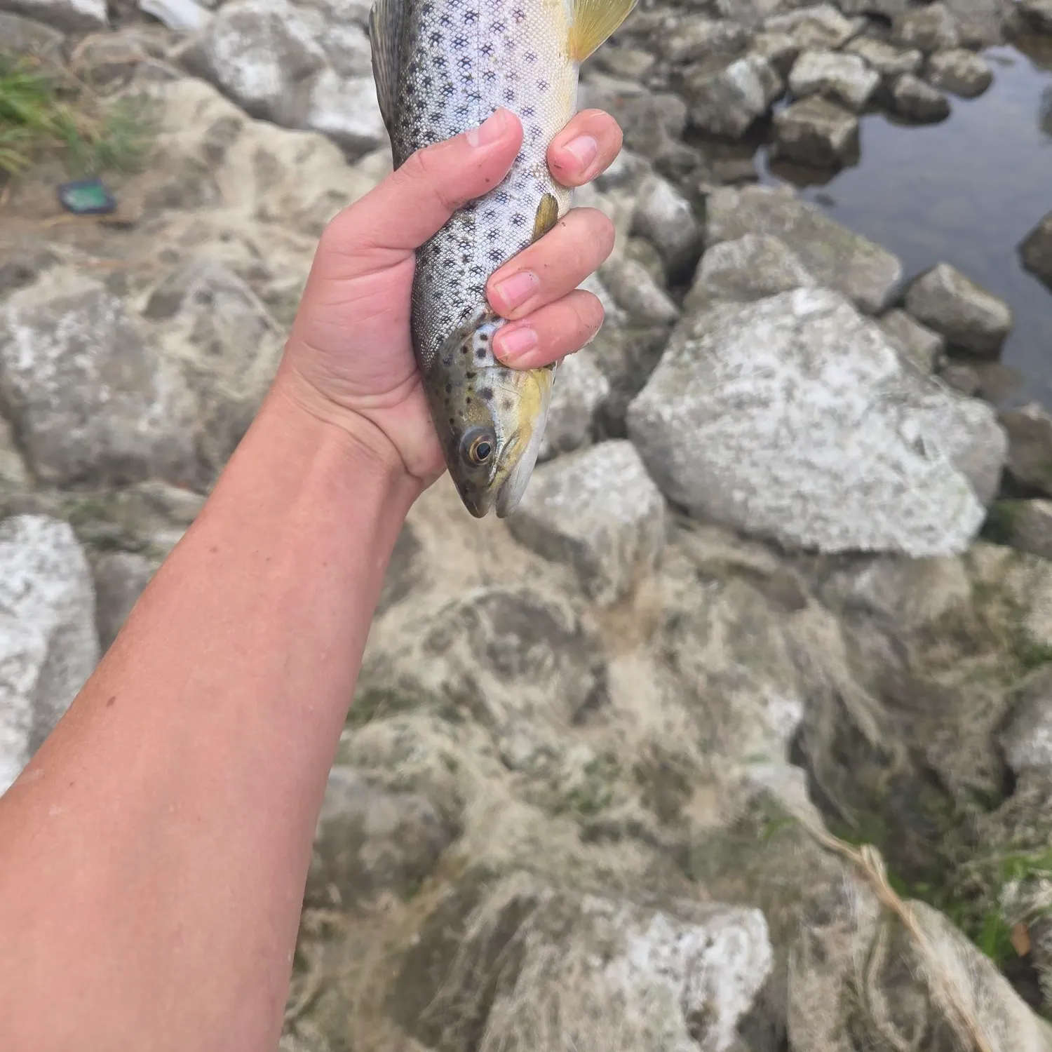Brown trout caught on Fishbrain