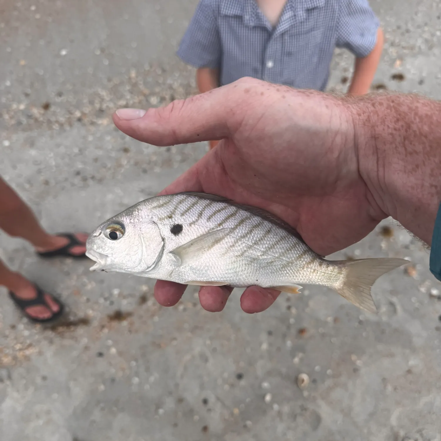 The most recent Spot croaker catches on Fishbrain