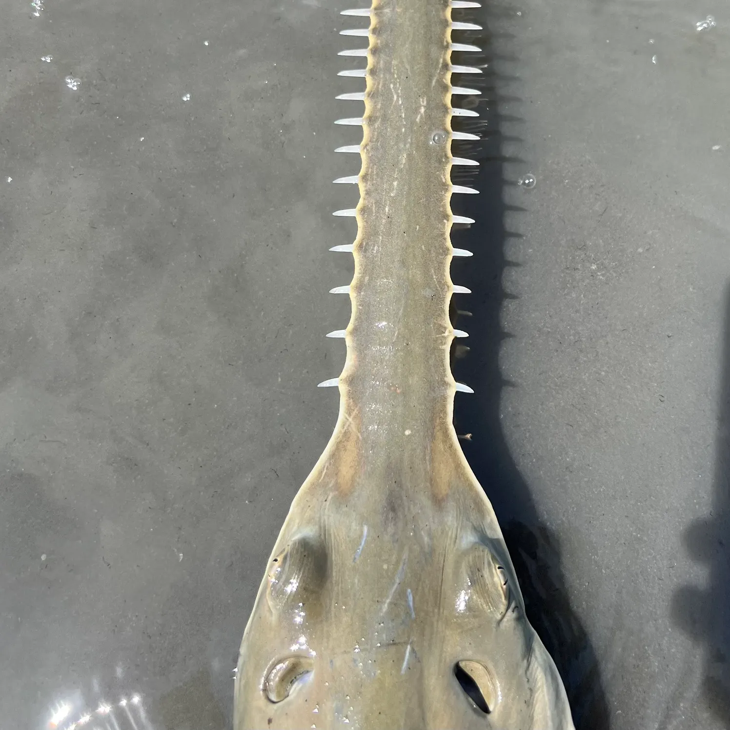 The most recent Smalltooth sawfish catches on Fishbrain
