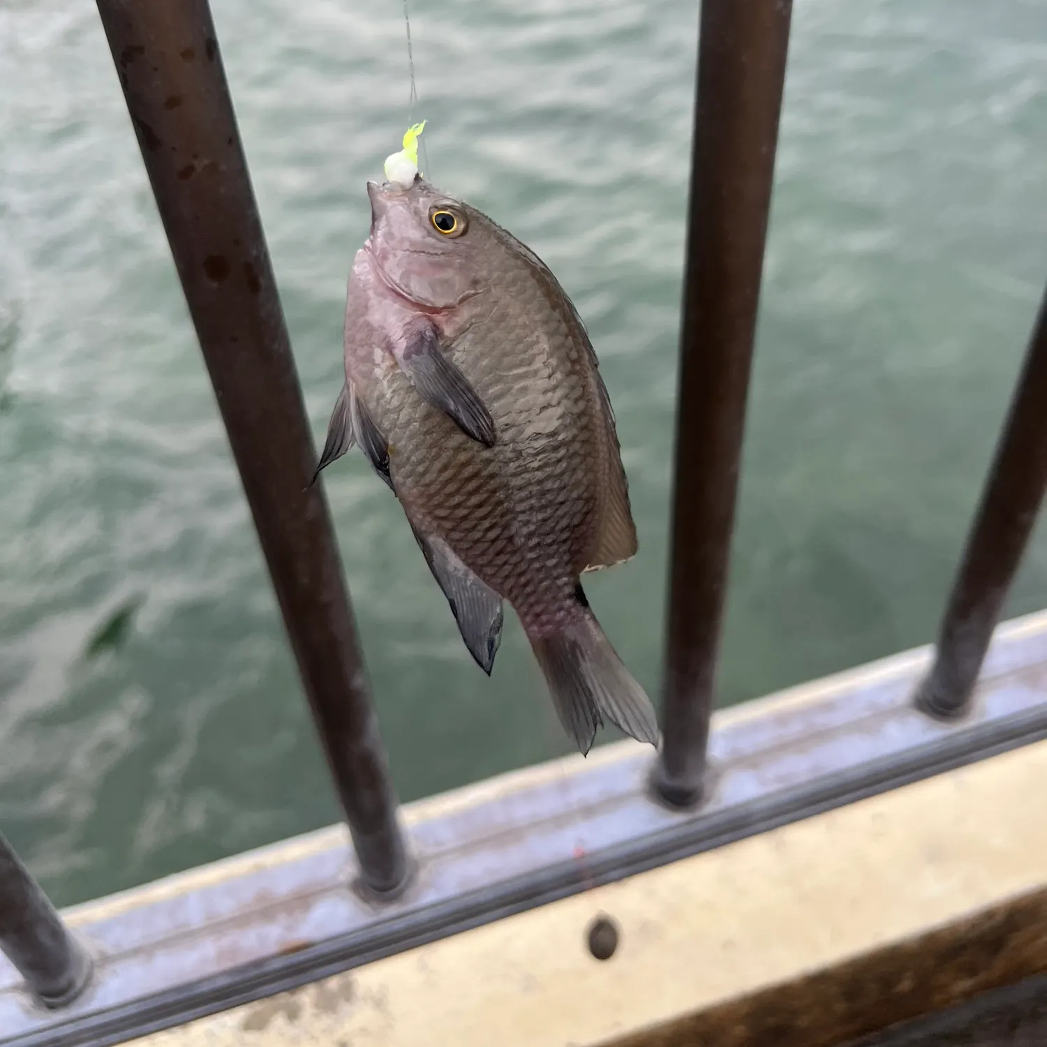 The most recent Threespot damselfish catches on Fishbrain