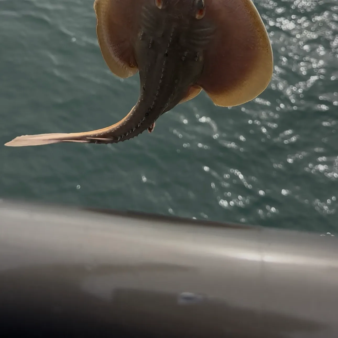 The most recent Haller's round ray catches on Fishbrain