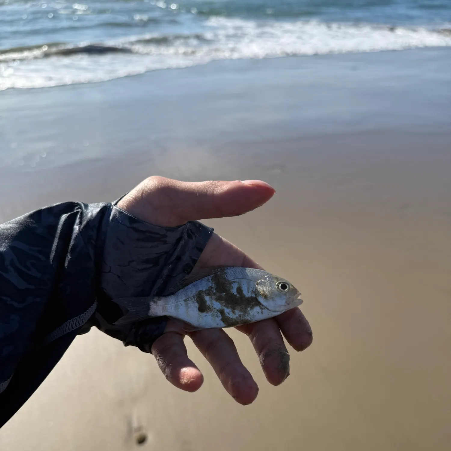 The most recent Barred surfperch catches on Fishbrain