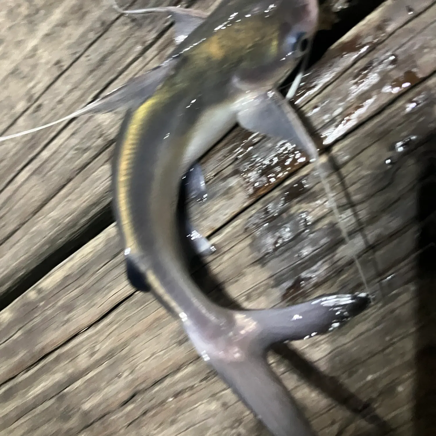 Gafftopsail sea catfish caught on Fishbrain