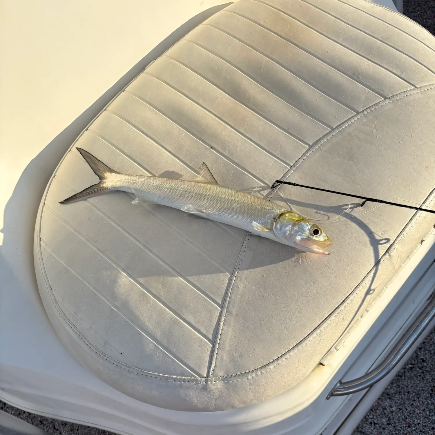 Ladyfish caught on Fishbrain