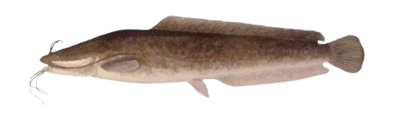 North African catfish