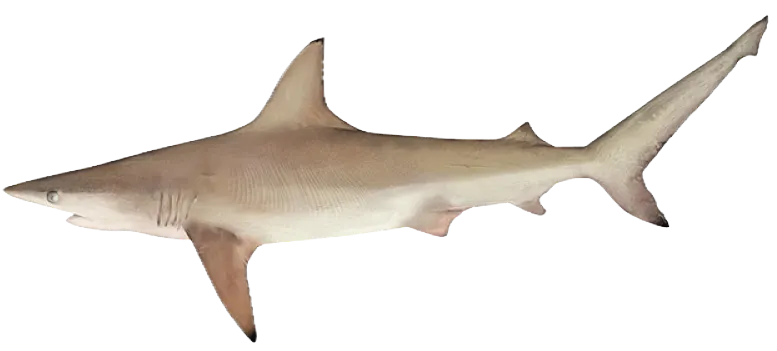 Blacktip shark