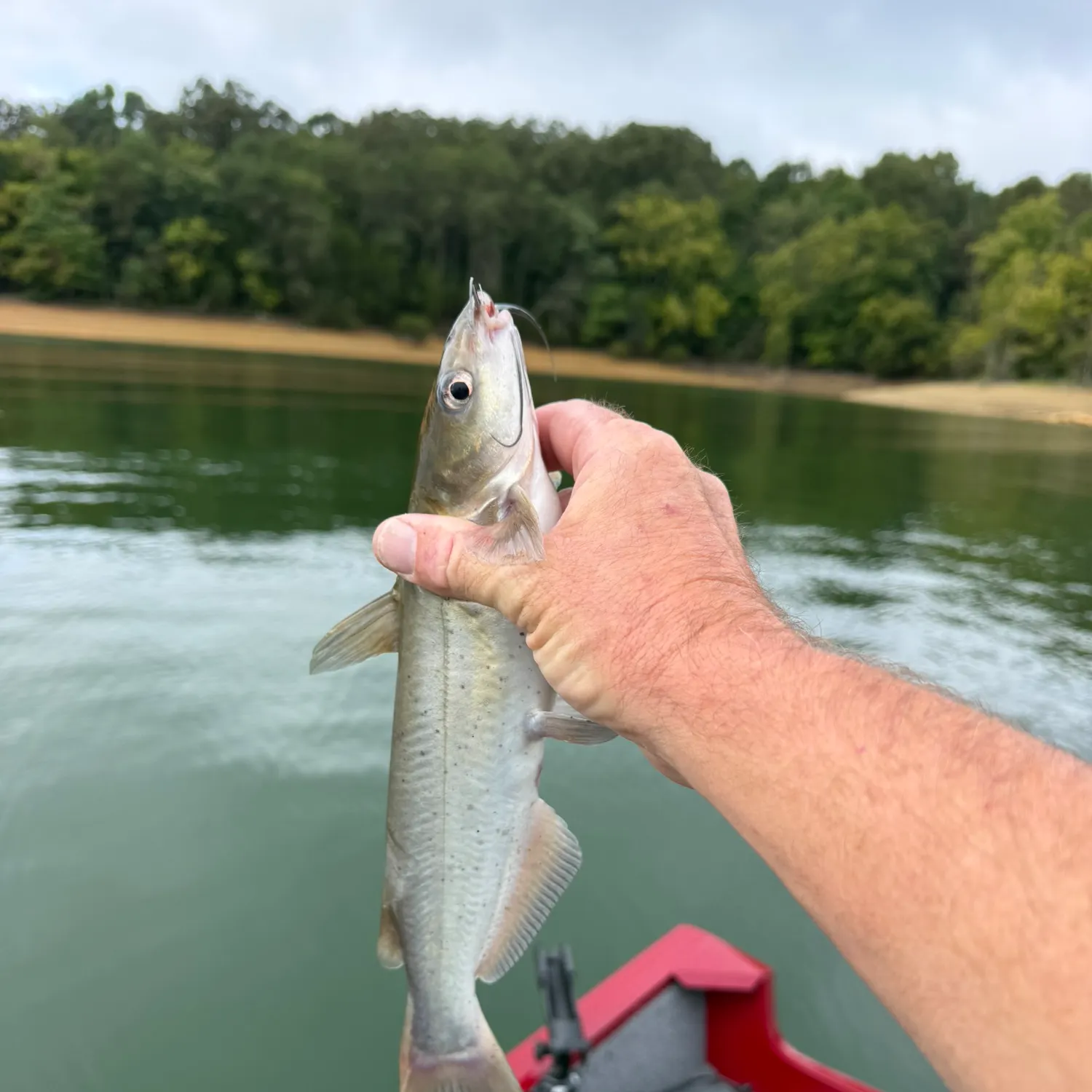 Channel catfish caught on Fishbrain