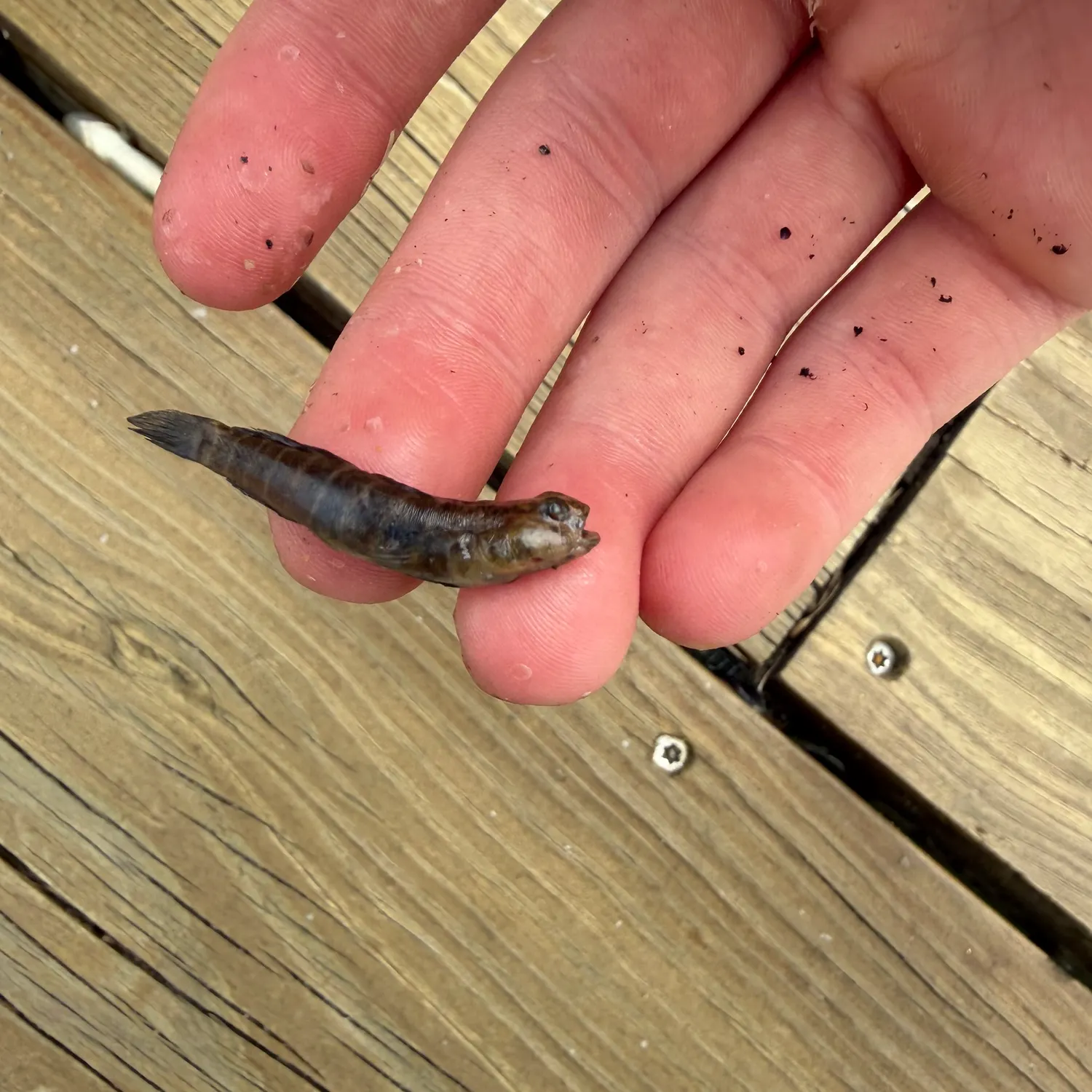 The most recent Naked goby catches on Fishbrain