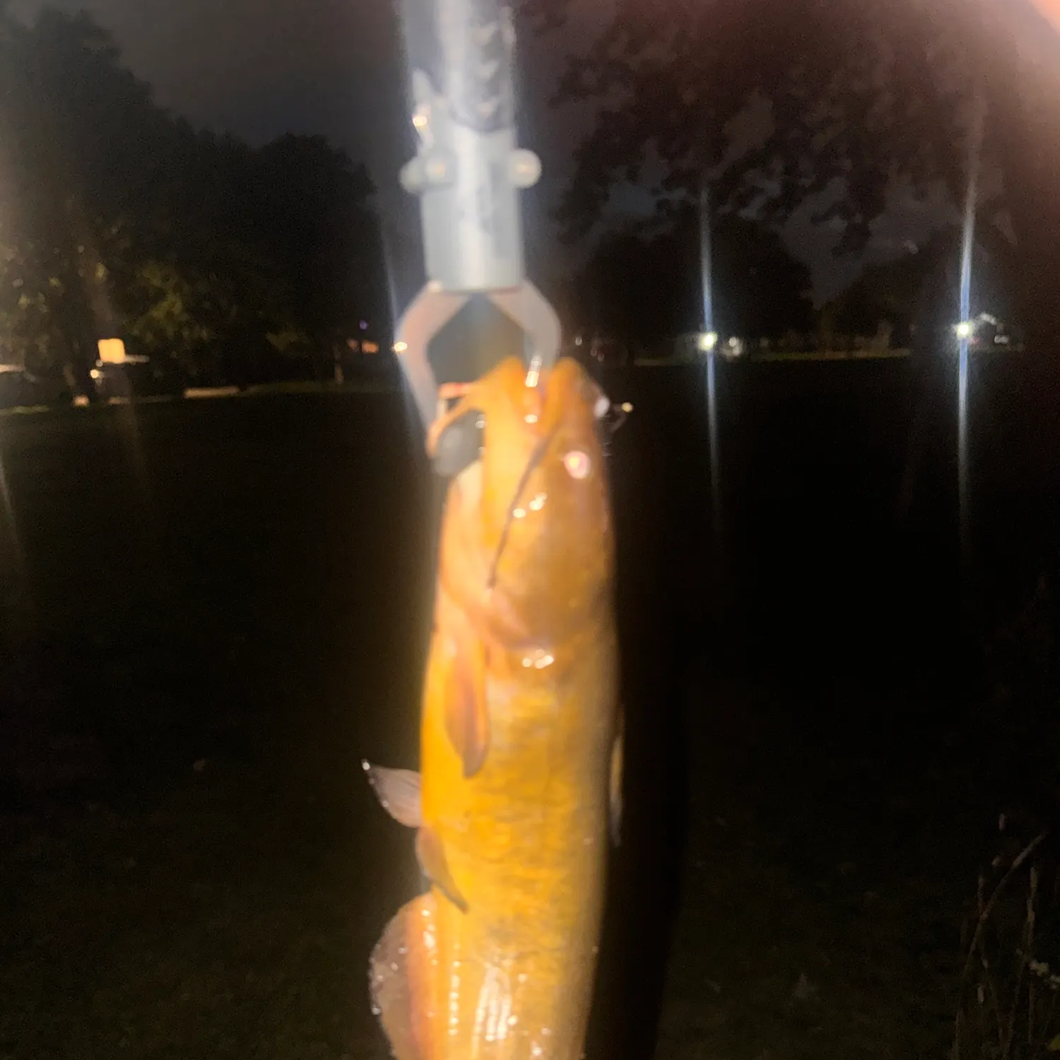 Yellow bullhead caught on Fishbrain
