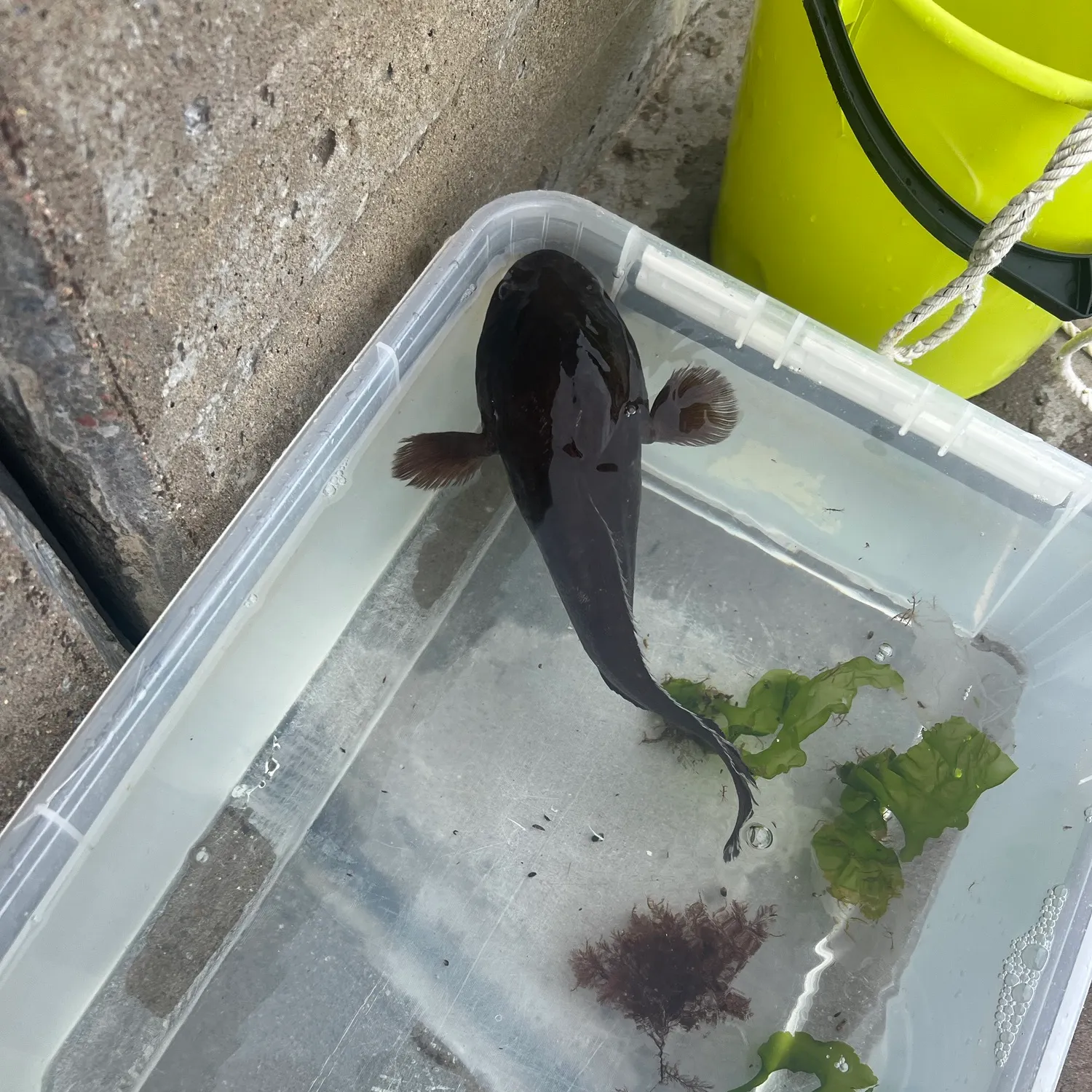 The most recent Atlantic cod catches on Fishbrain