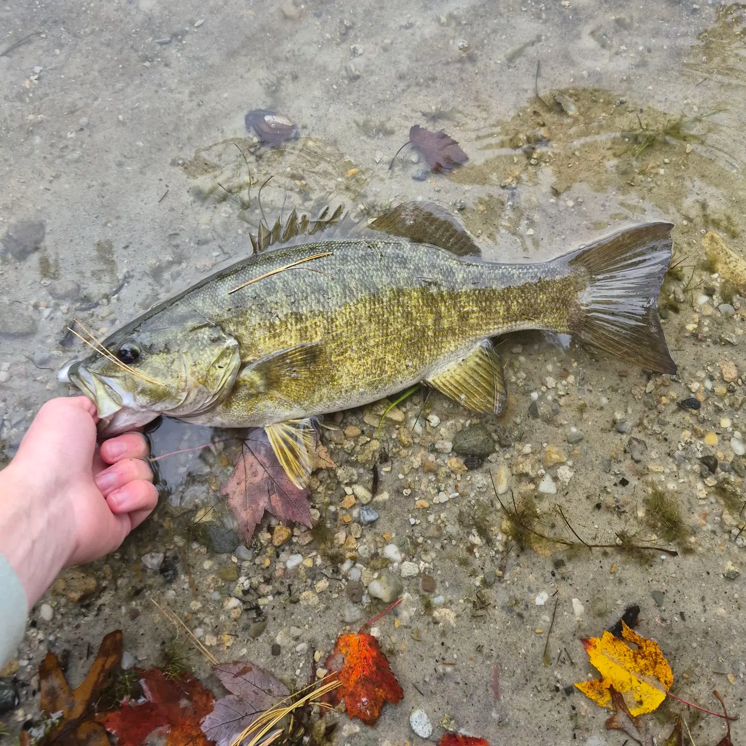 Smallmouth bass caught on Fishbrain