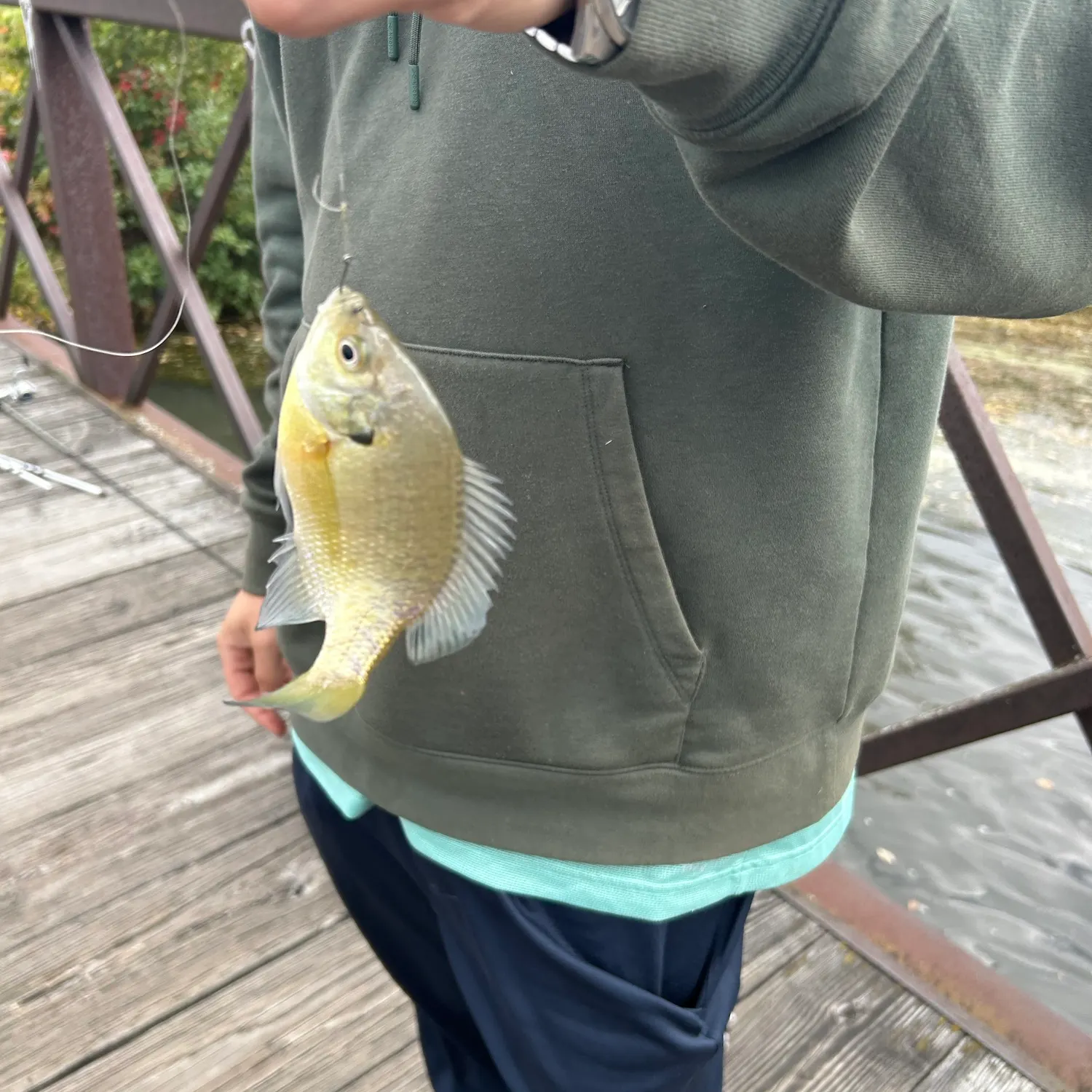 Bluegill caught on Fishbrain