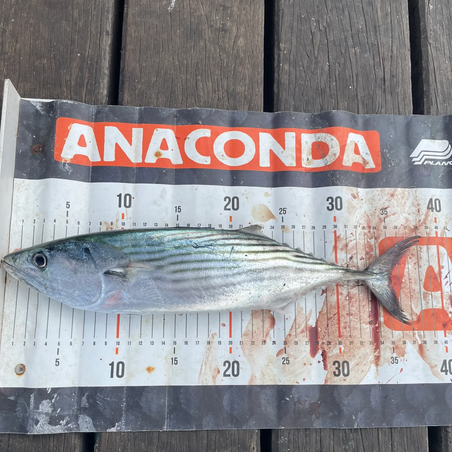 The most recent Eastern Pacific bonito catches on Fishbrain