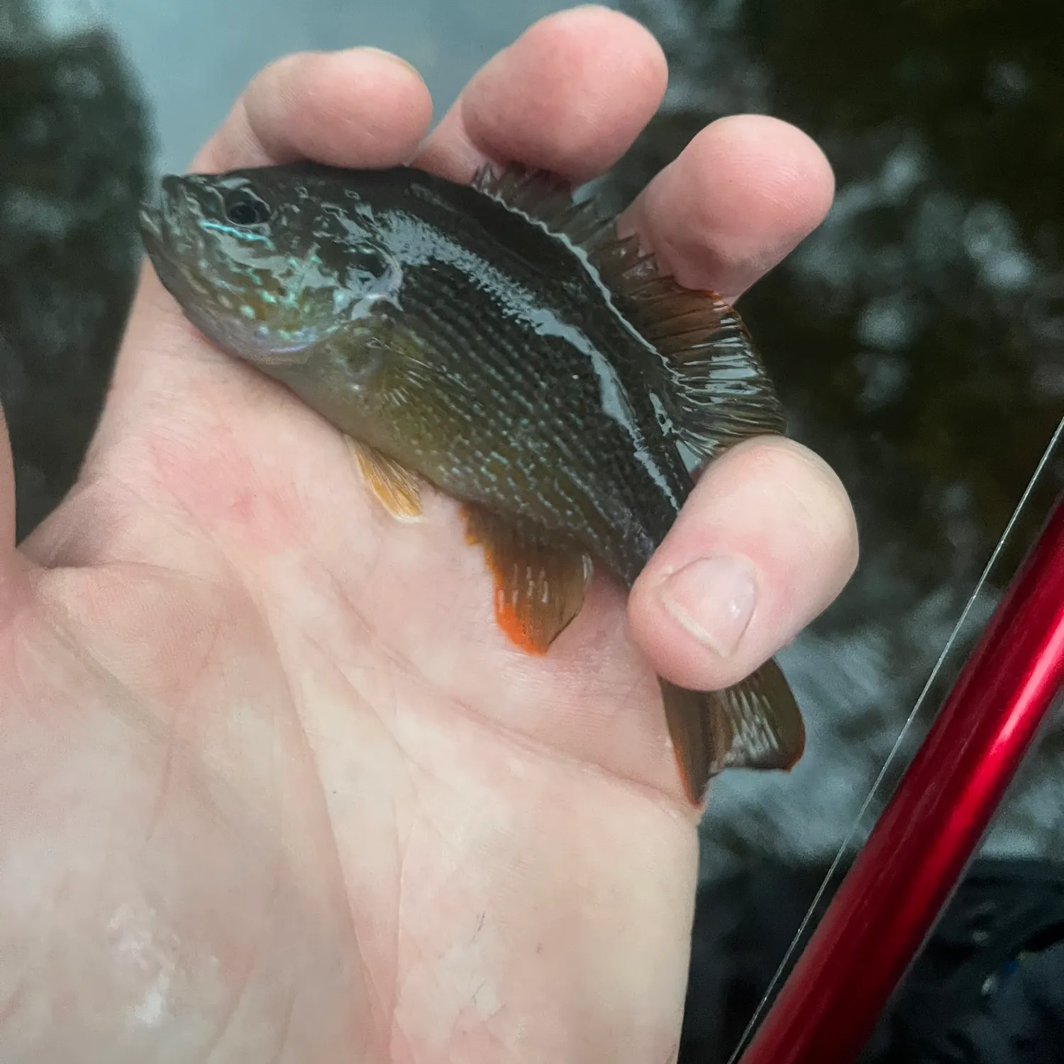Green sunfish caught on Fishbrain