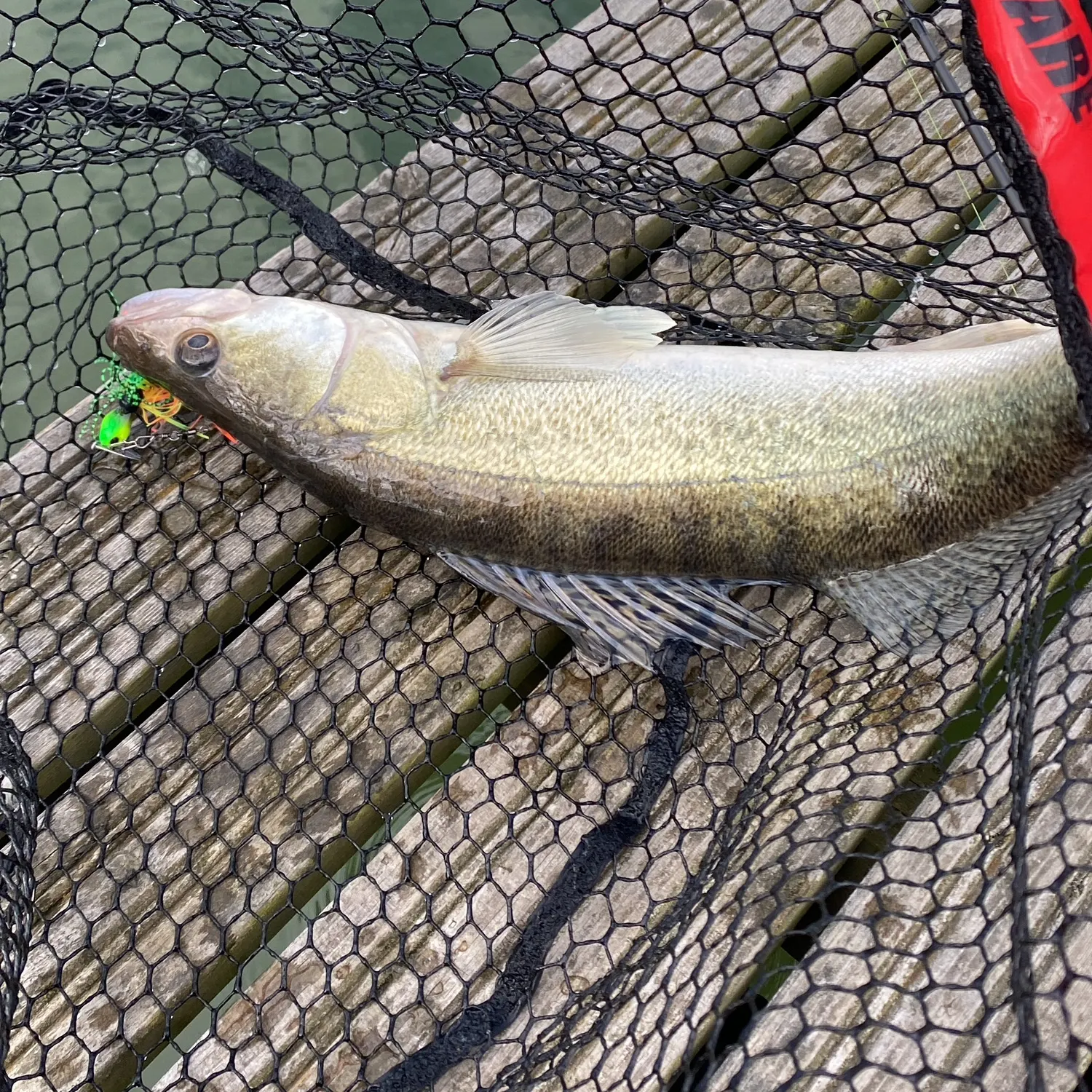 Zander caught on Fishbrain