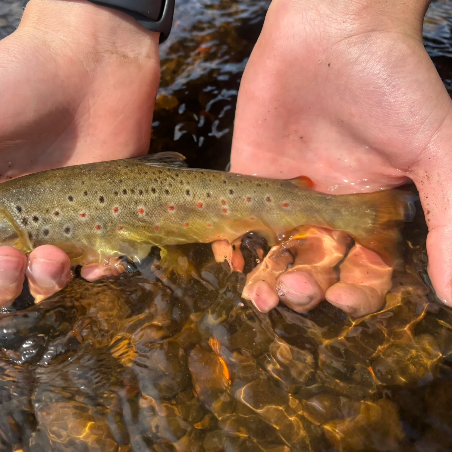 recently logged catches