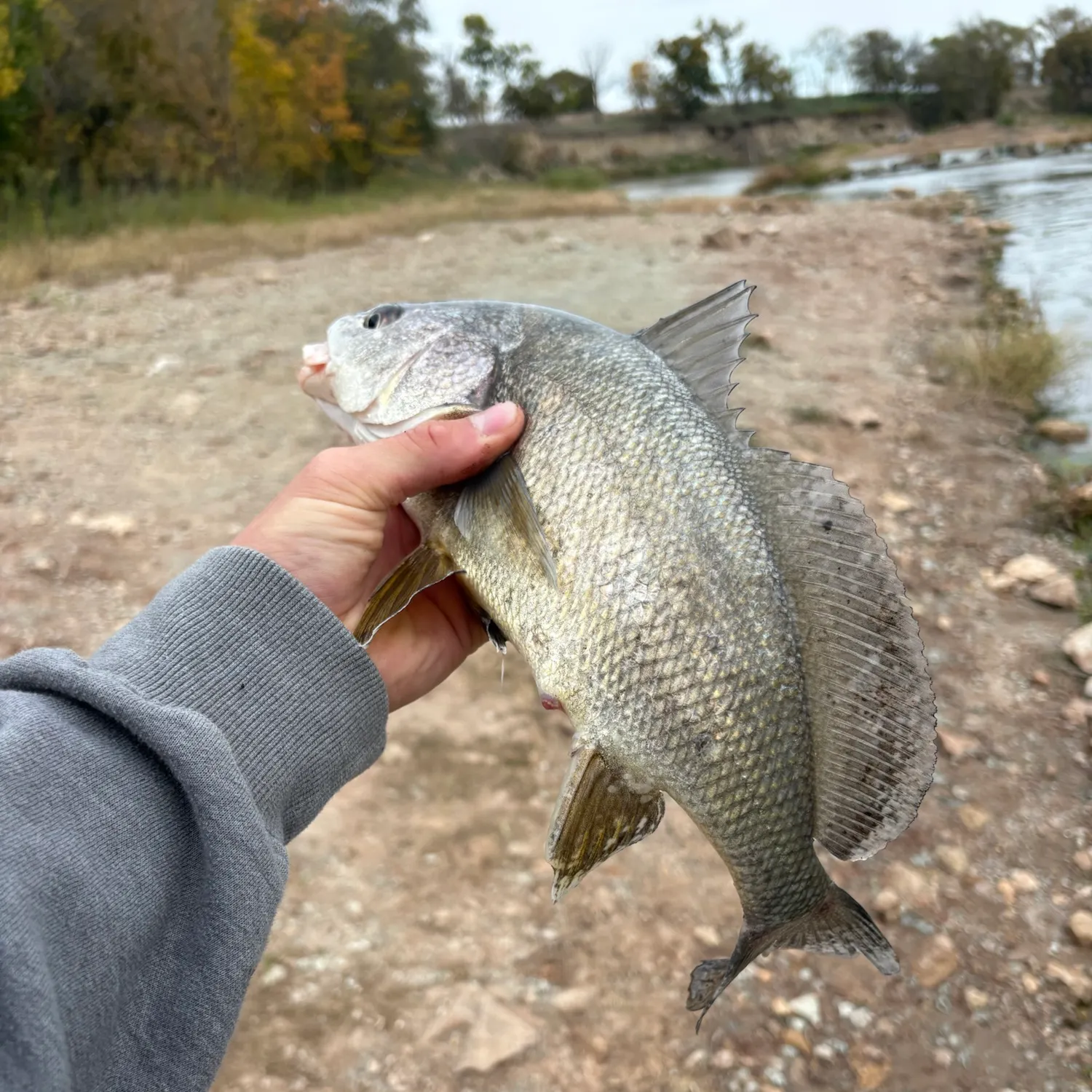 Freshwater drum caught on Fishbrain