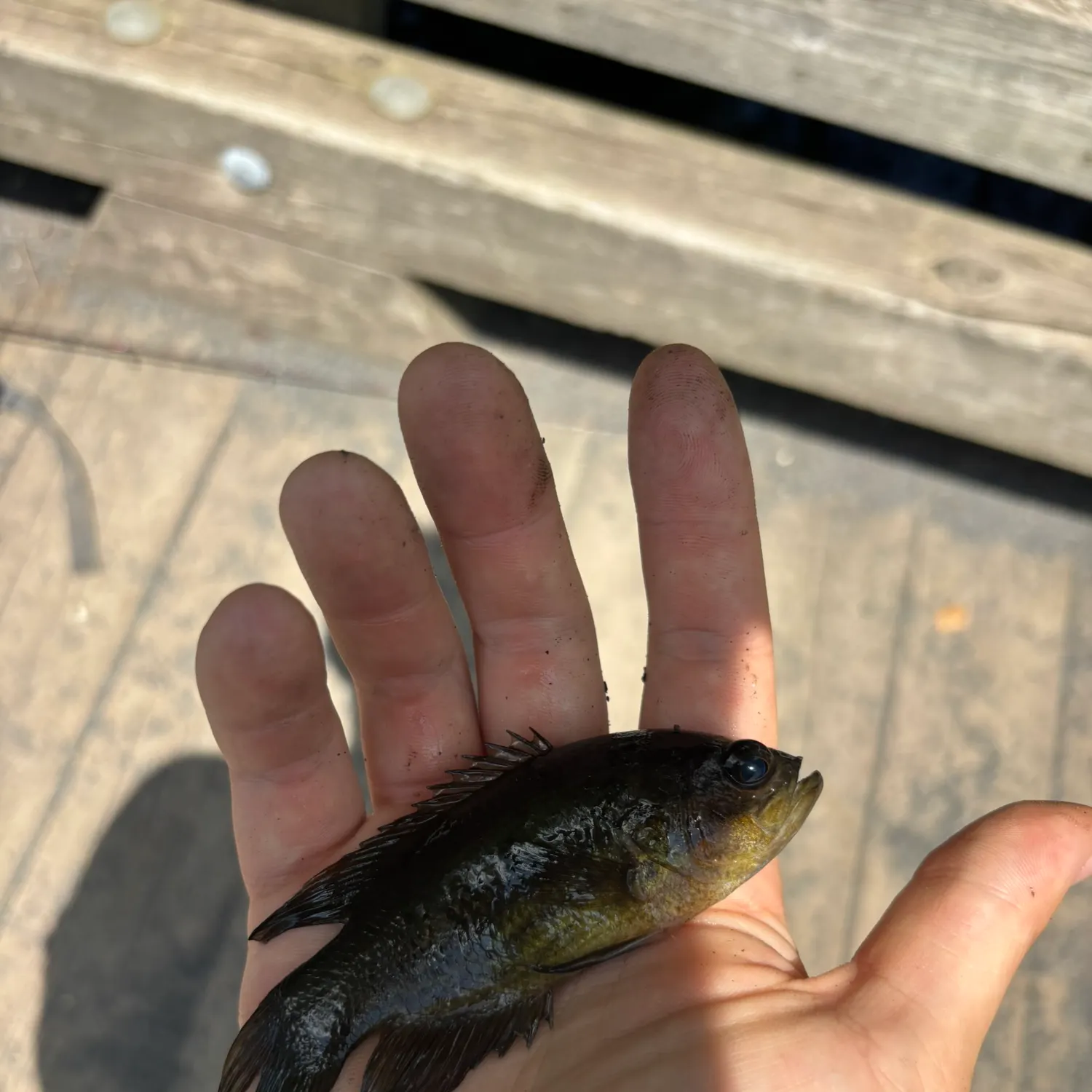 The most recent Mud sunfish catches on Fishbrain