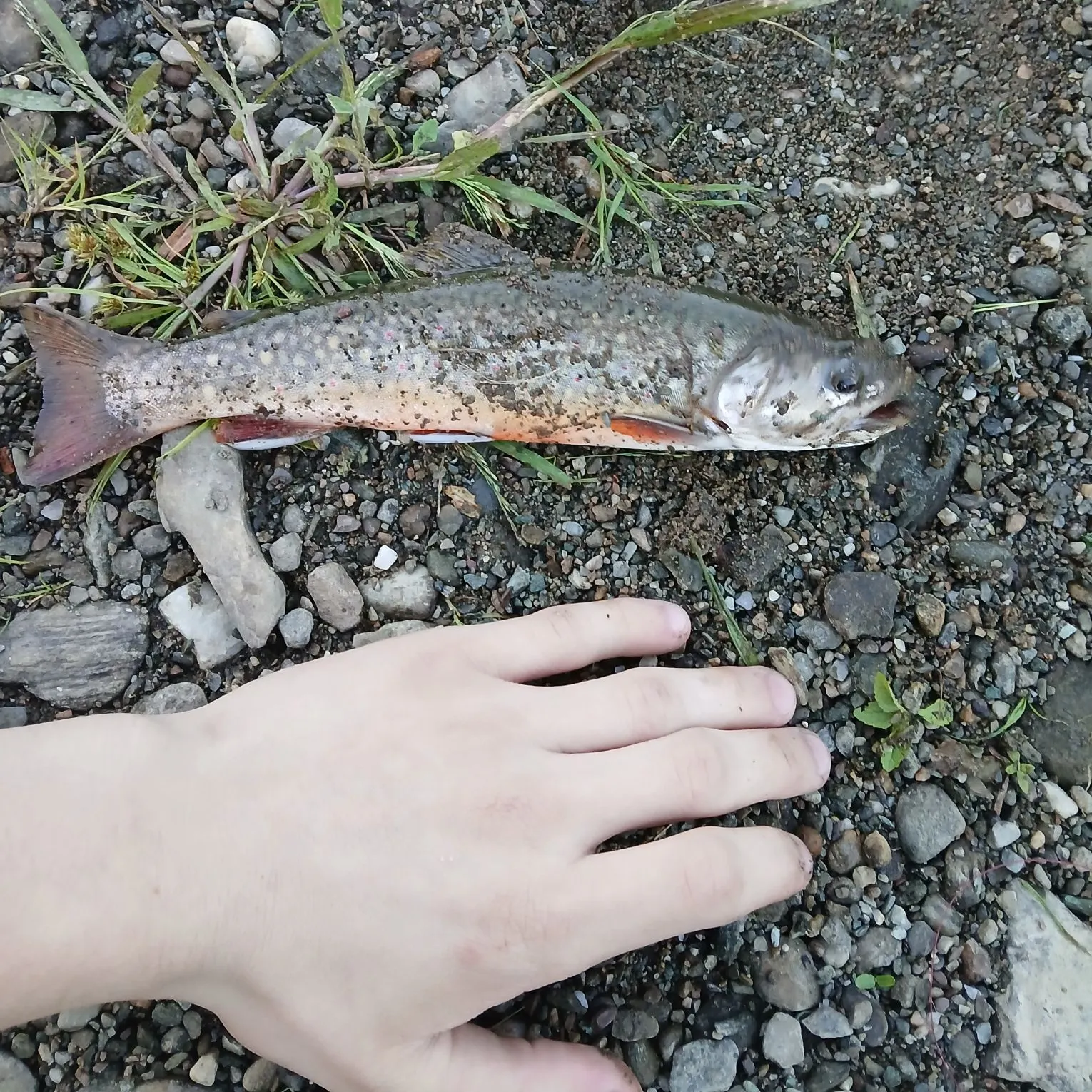 Brook trout caught on Fishbrain