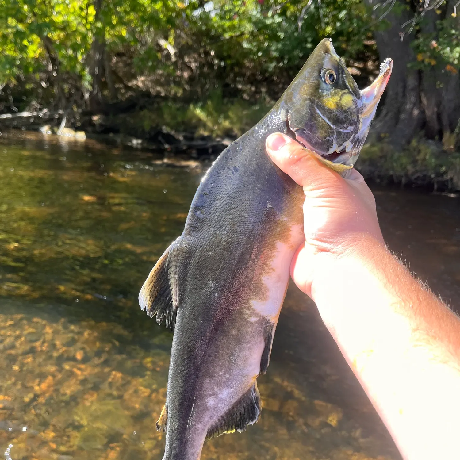 Pink salmon caught on Fishbrain