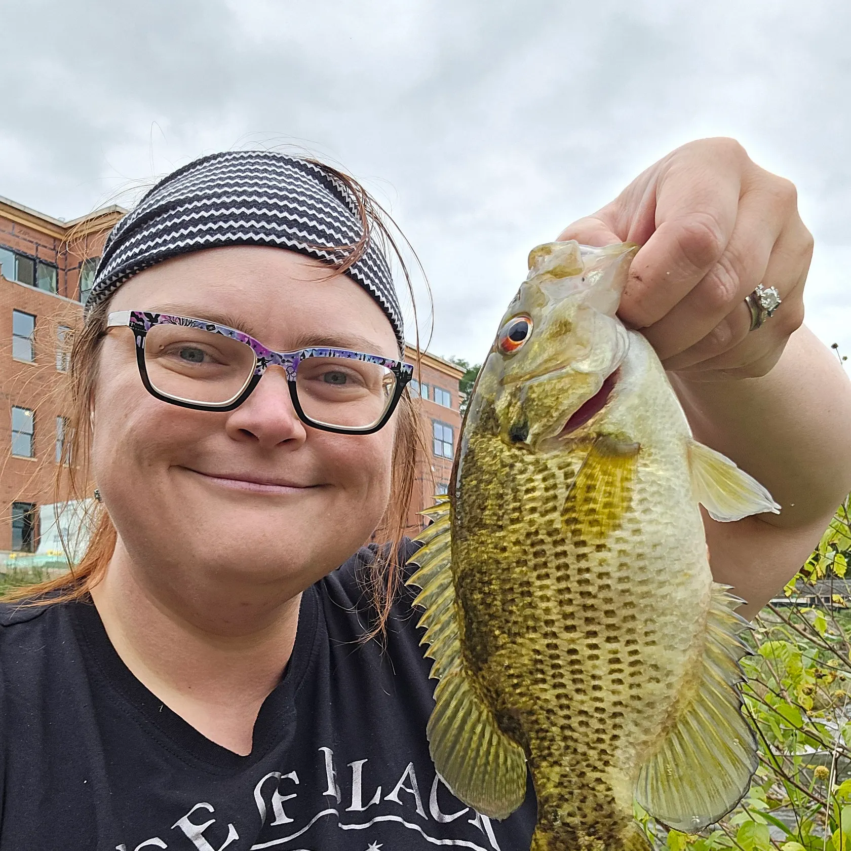 Rock bass caught on Fishbrain