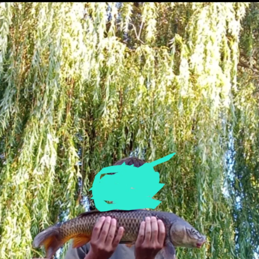 Common carp caught on Fishbrain