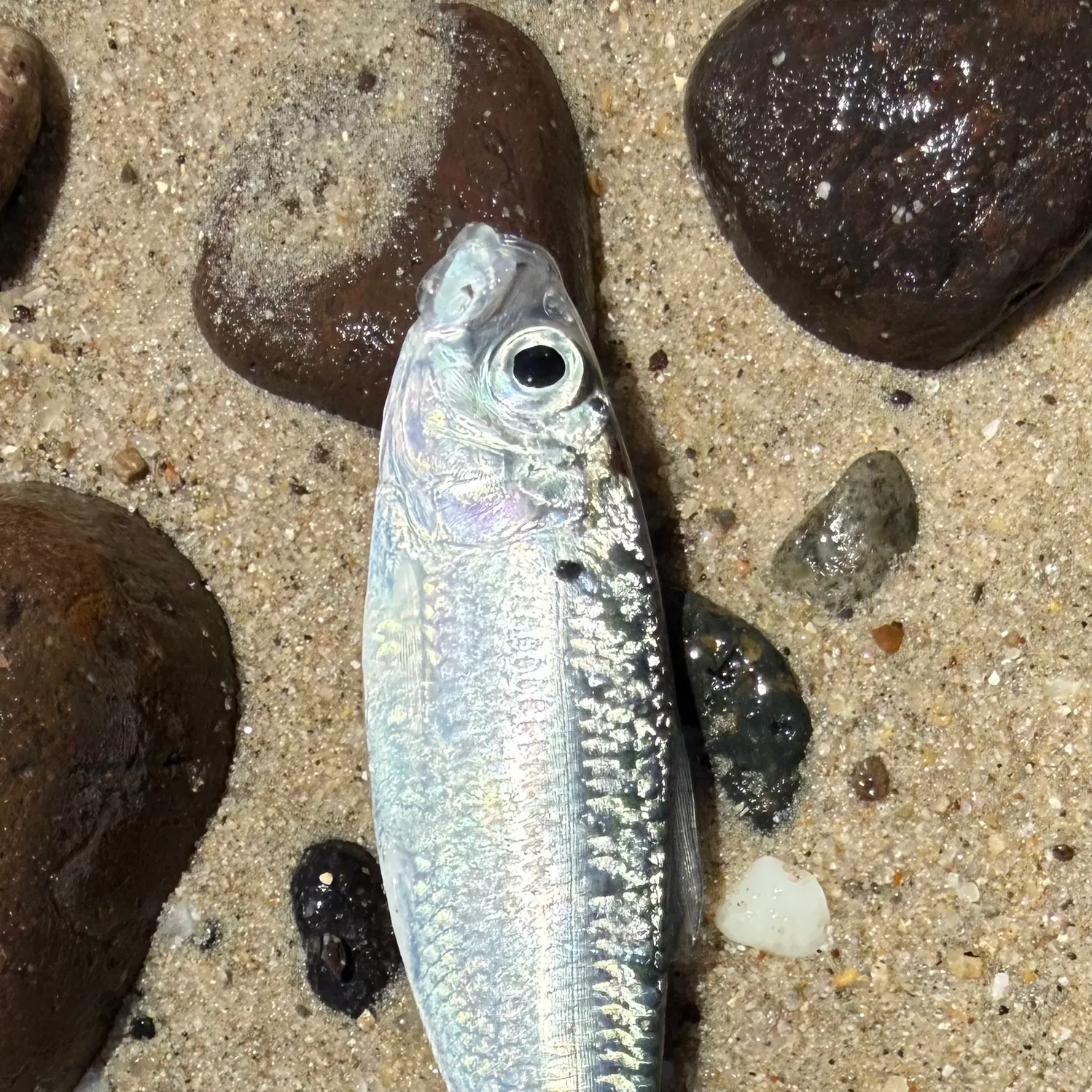 The most recent White sardinella catches on Fishbrain