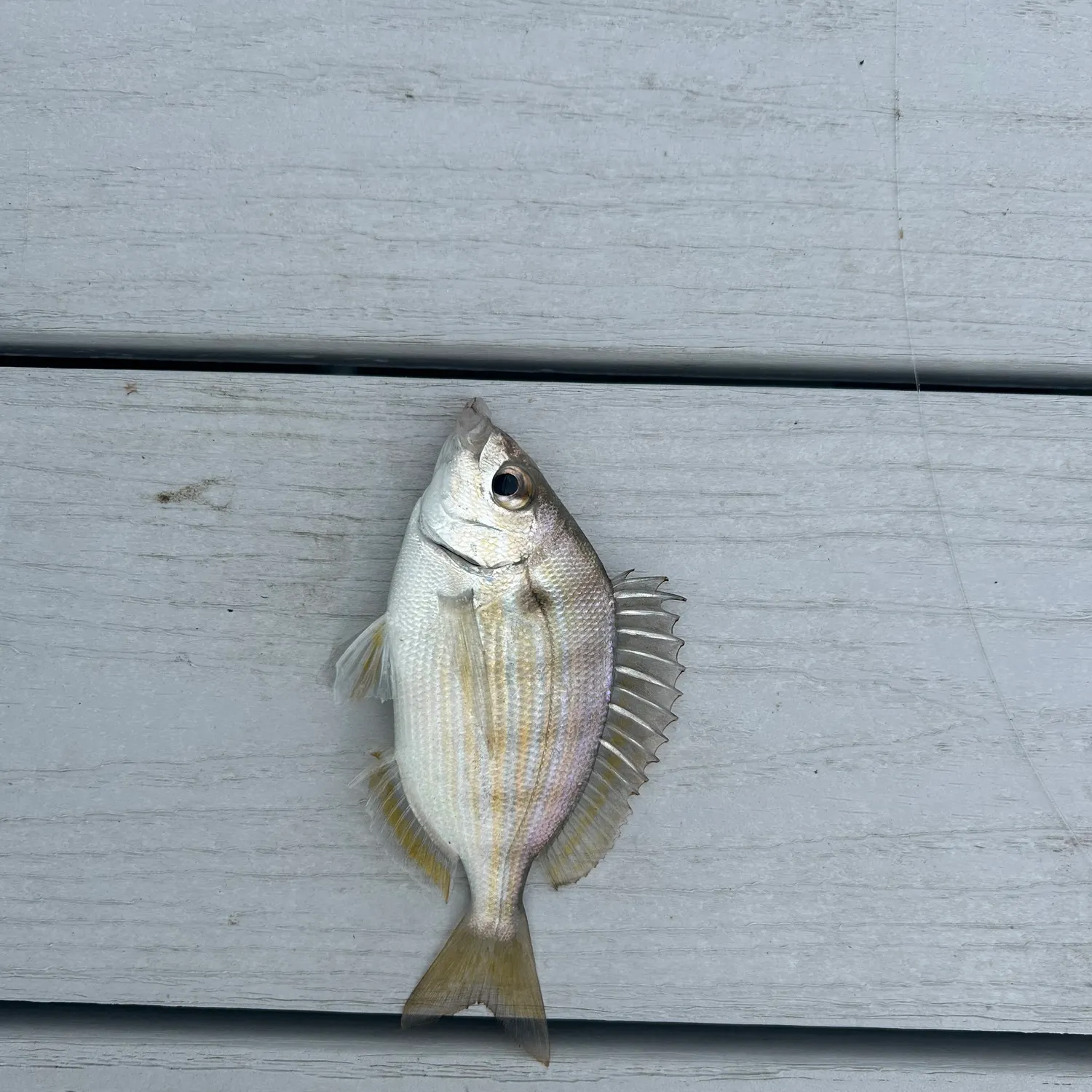 The most recent Pinfish catches on Fishbrain