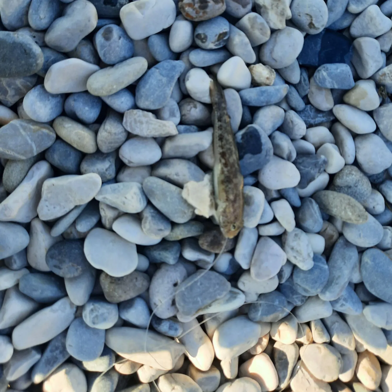 The most recent Sand goby catches on Fishbrain