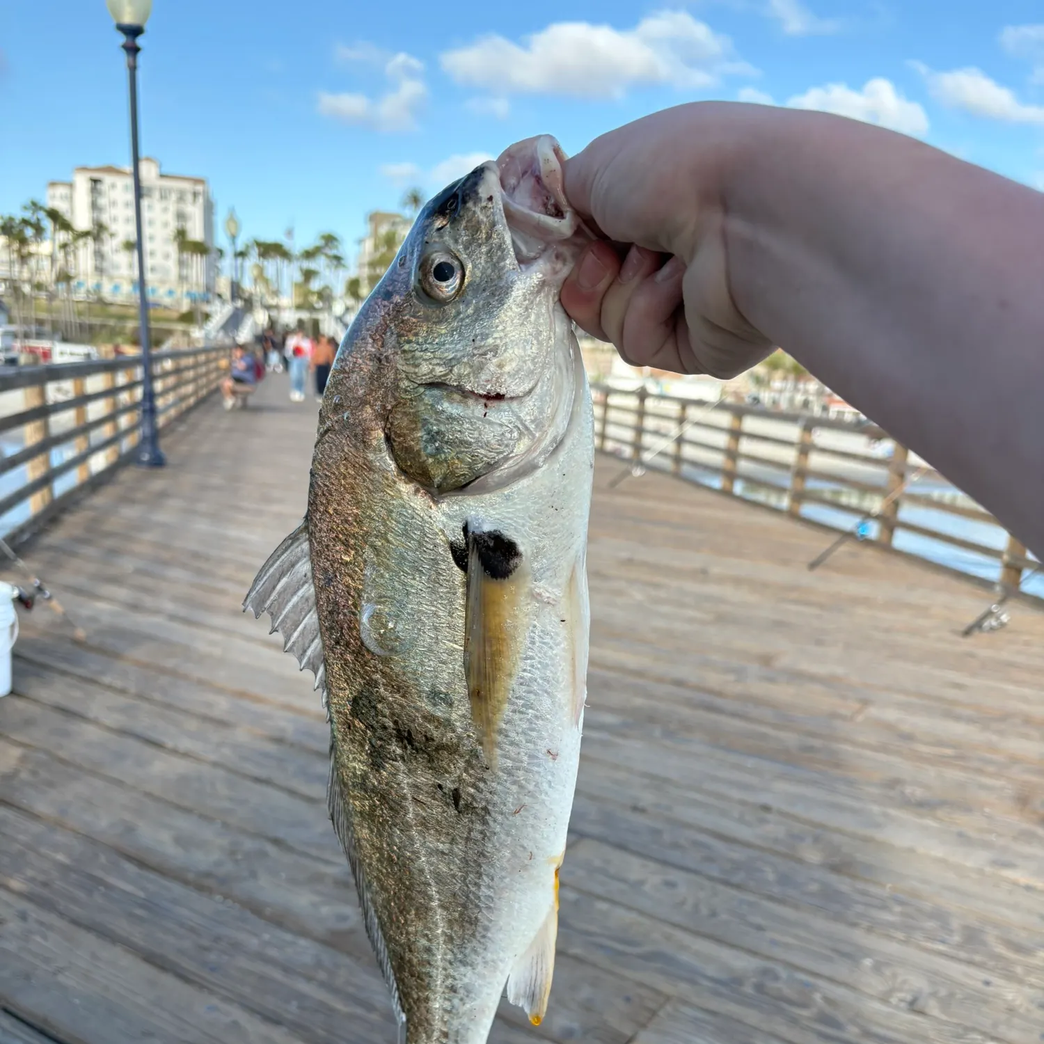 The most recent Blackspotted croaker catches on Fishbrain