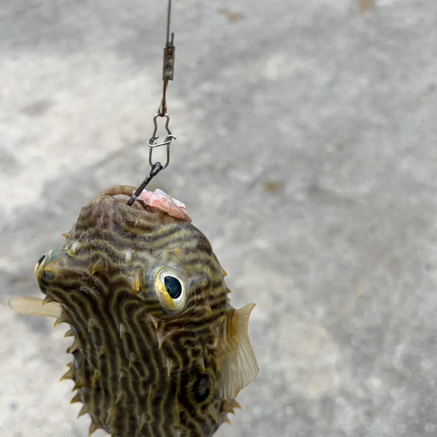 catch