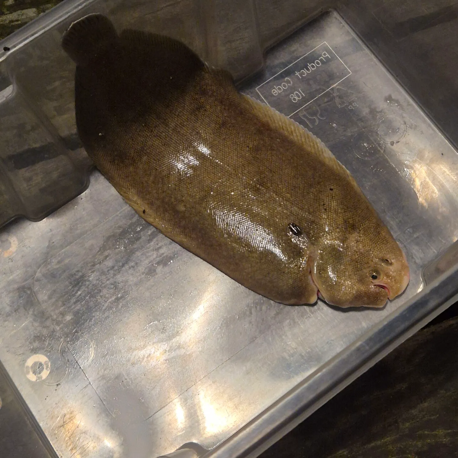 The most recent Common sole catches on Fishbrain