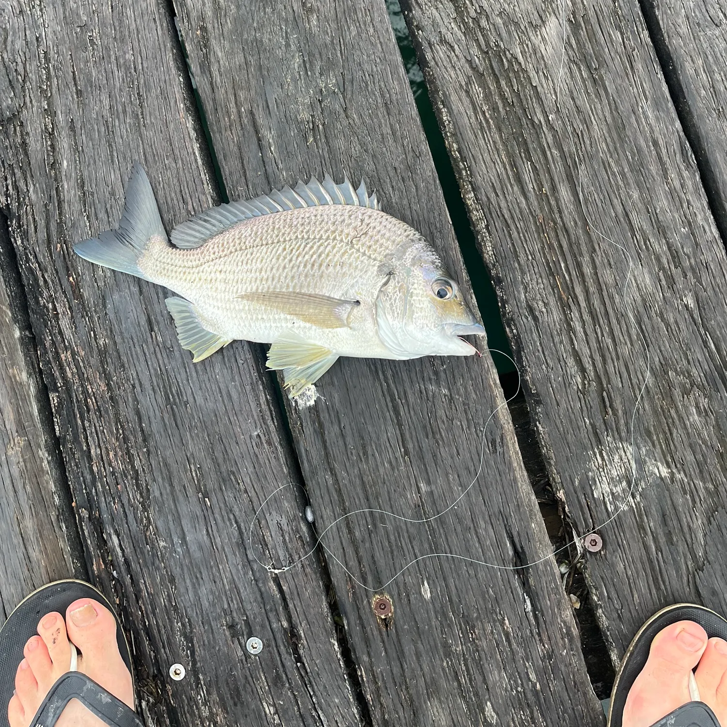 Surf bream caught on Fishbrain