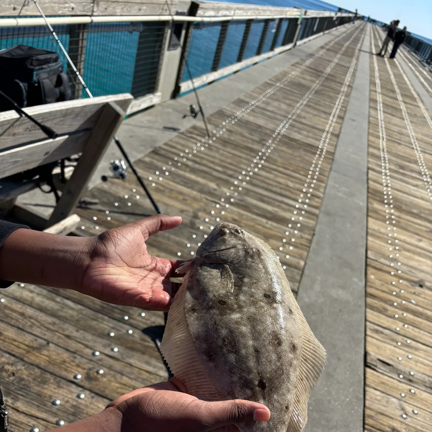 The most recent Gulf flounder catches on Fishbrain