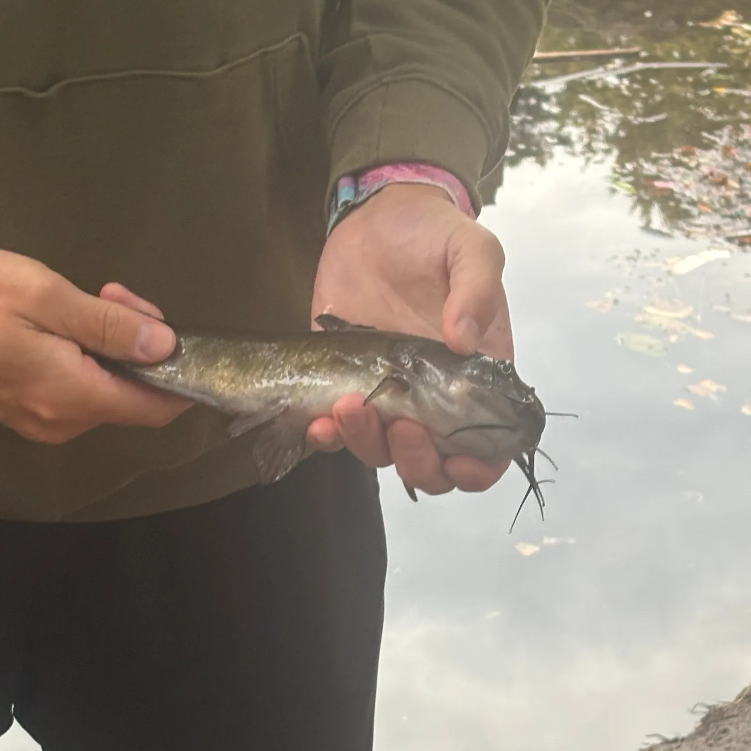 Yellow bullhead caught on Fishbrain