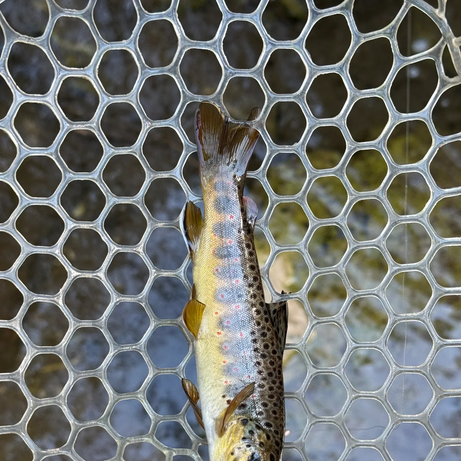 Brown trout caught on Fishbrain