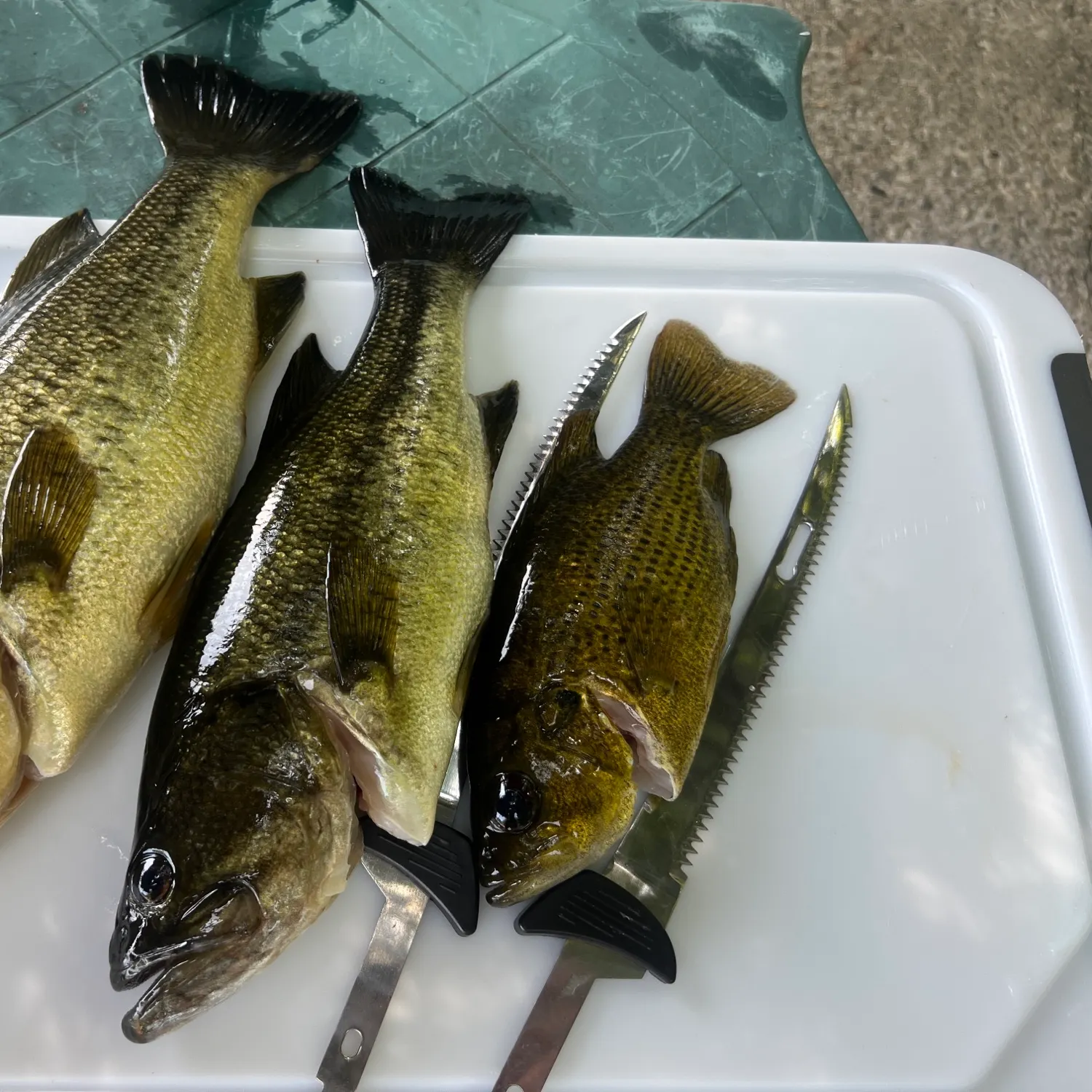 recently logged catches