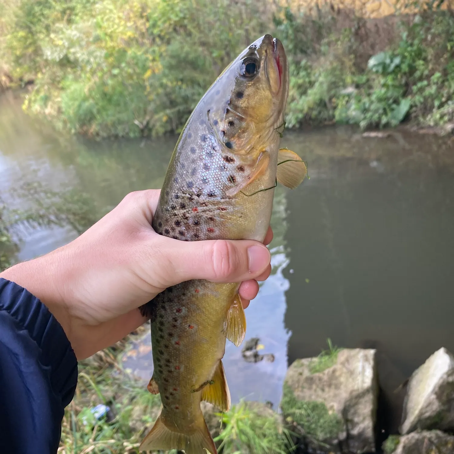 The most recent Lake trout catches on Fishbrain