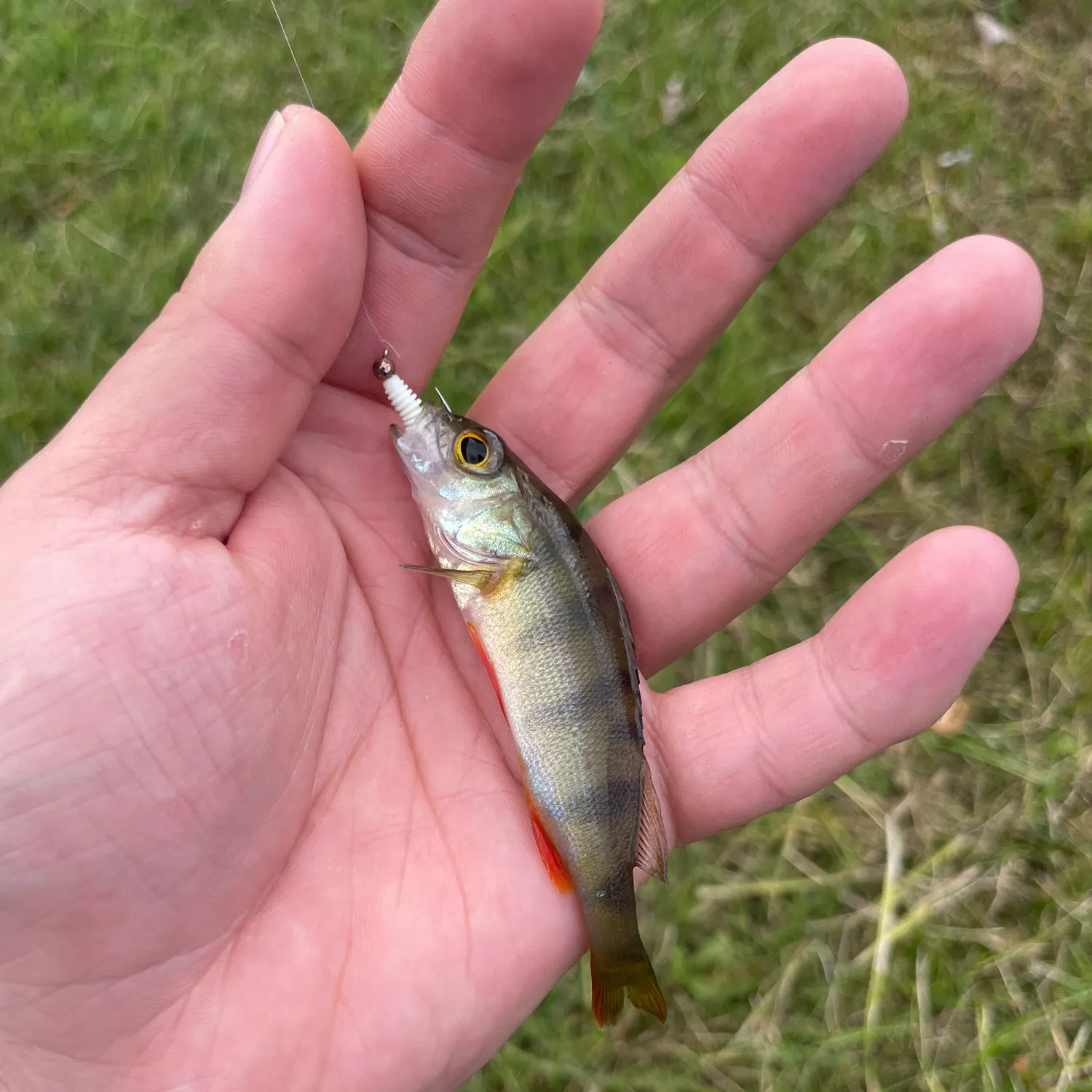 European perch caught on Fishbrain