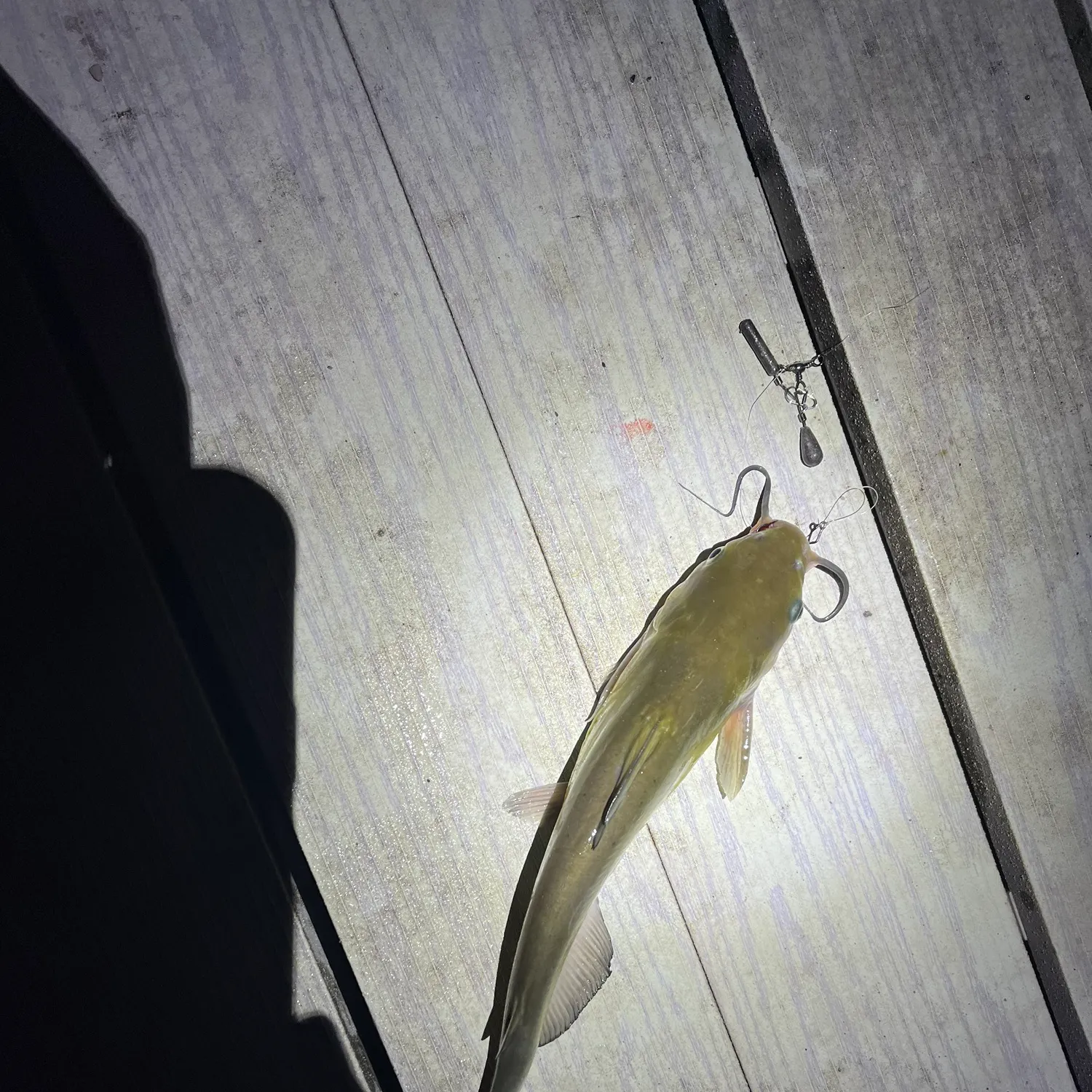 Channel catfish caught on Fishbrain