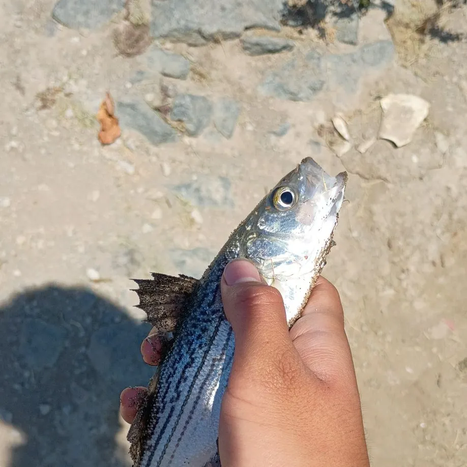 Striped bass caught on Fishbrain