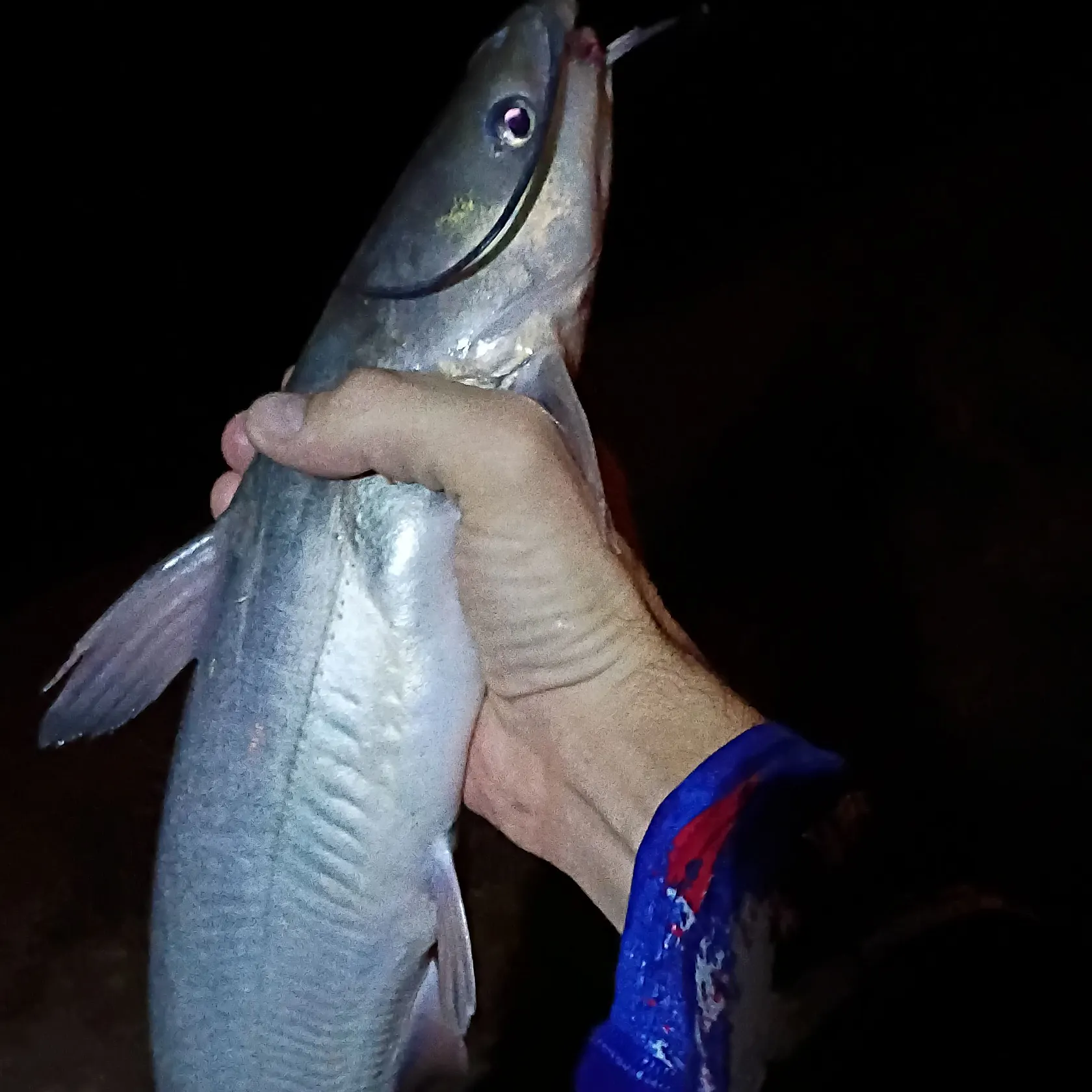 Channel catfish caught on Fishbrain