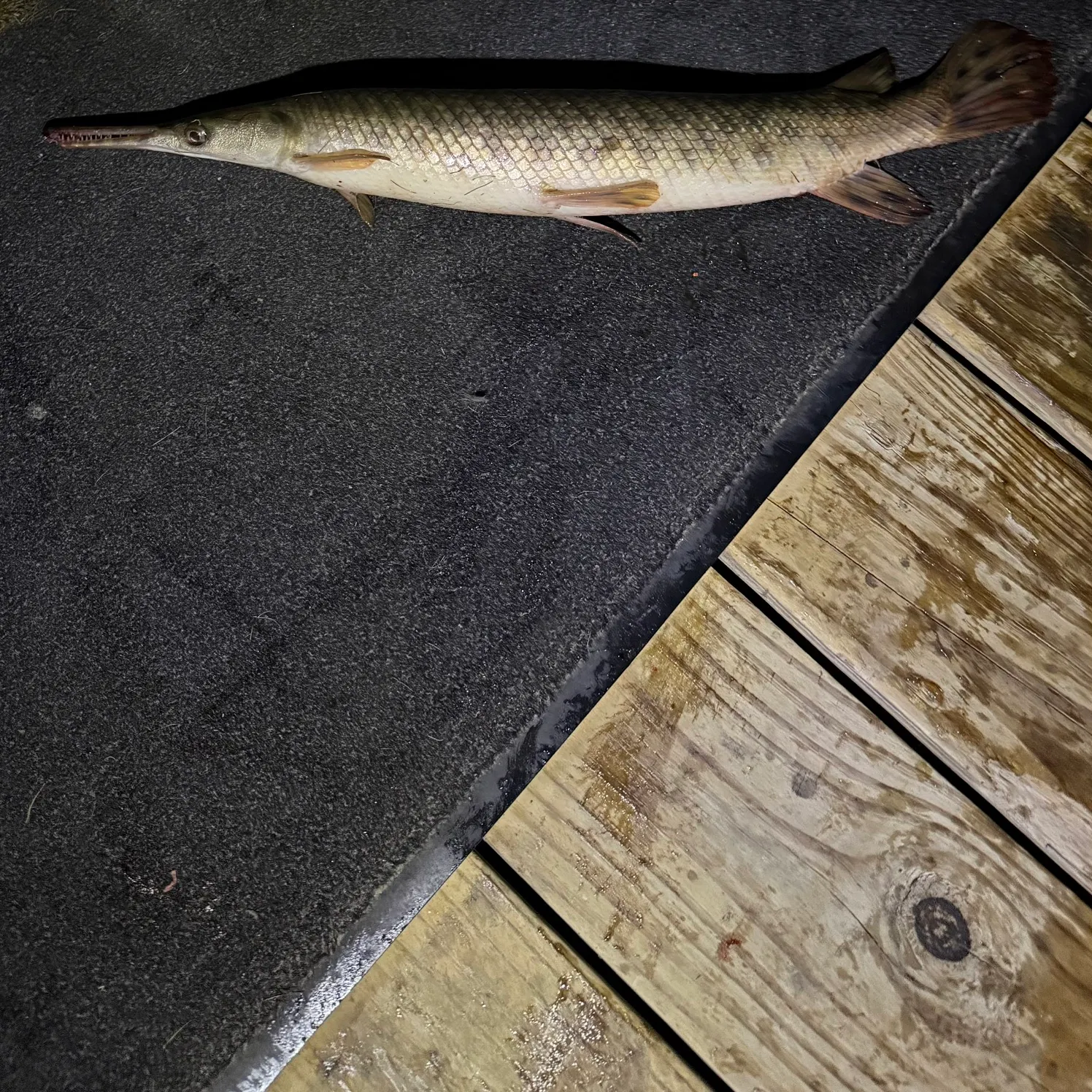 recently logged catches